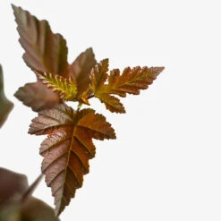 Diabolo Ninebark -The Tree Center Diablo Ninebark 5G 03 1 600x600 1