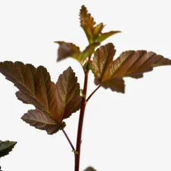 Diabolo Ninebark -The Tree Center Diablo Ninebark 5G 04 1 600x600 1