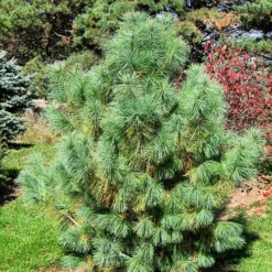 Domingo Hybrid Pine -The Tree Center Domingo Hybrid Pine 4 copy jpg