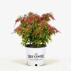 Dorothy Wycoff Pieris -The Tree Center Dorothy Wycoff Pieris 3G 01 jpg 600x600 1