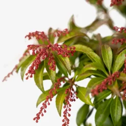 Dorothy Wycoff Pieris -The Tree Center Dorothy Wycoff Pieris 3G 04 600x600 1