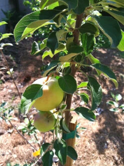 Dorsett Southern Apple Tree 7 Dorsett Southern Apple Tree -The Tree Center Dorset Golden Apple Tree 02 600x803 1