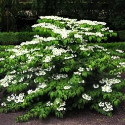 Shasta Doublefile Viburnum