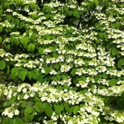 Shasta Doublefile Viburnum -The Tree Center Double File Viburnum 2 copy jpg webp