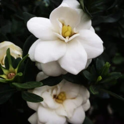 Double Mint Gardenia -The Tree Center Double Mint Gardenia 2 copy 600x600 1