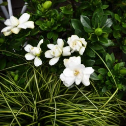 Double Mint Gardenia
