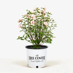 Double Pink Hibiscus