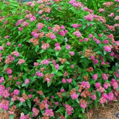 The Tree Center -The Tree Center Double Play Artisan Spirea 3 copy jpg webp