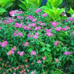 Double Play™ Artisan Spirea -The Tree Center Double Play Artisan Spirea 4 copy jpg webp