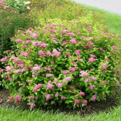 The Tree Center -The Tree Center Double Play Big Bang Spirea 1 jpg