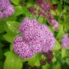 Double Play™ Big Bang Spirea