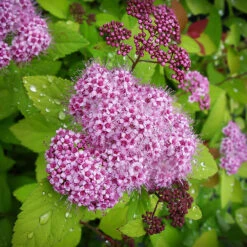 Double Play™ Big Bang Spirea