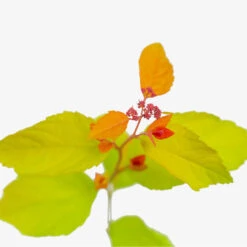 Double Play™ Big Bang Spirea -The Tree Center Double Play Big Bang Spirea 3G 02 copy 1 600x600 1