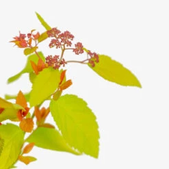 Double Play™ Big Bang Spirea -The Tree Center Double Play Big Bang Spirea 3G 03 copy 1 600x600 1