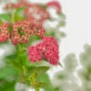 Double Play Doozie® Spirea