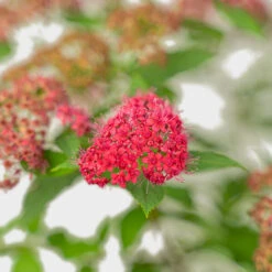Double Play Doozie® Spirea -The Tree Center Double Play Doozie Spirea 3G 04 600x600 1
