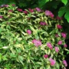 Double Play™ Painted Lady Spirea