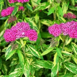 Double Play™ Painted Lady Spirea -The Tree Center Double Play Painted Lady Spirea 3 copy jpg webp