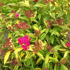 Double Play™ Painted Lady Spirea -The Tree Center Double Play Painted Lady Spirea 4 copy jpg webp