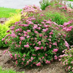 Double Play™ Pink Spirea -The Tree Center Double Play Pink Spirea 1 copy jpg