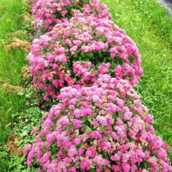 Double Play™ Pink Spirea -The Tree Center Double Play Pink Spirea 4 copy jpg webp