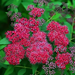 Double Play™ Red Spirea -The Tree Center Double Play Red Spirea 1 copy jpg