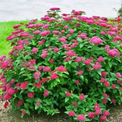 Double Play™ Red Spirea -The Tree Center Double Play Red Spirea 2 copy jpg webp