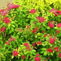 Double Play™ Red Spirea