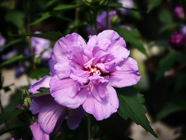Double Purple Hardy Hibiscus 4 Double Purple Hardy Hibiscus - Image 4
