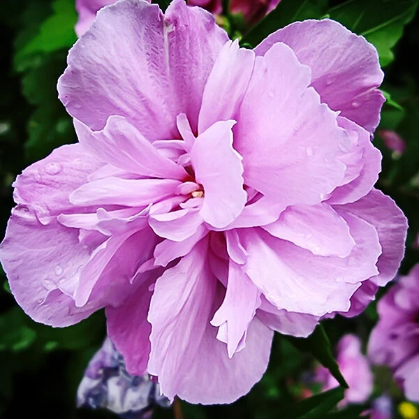 Double Purple Hardy Hibiscus 2 Double Purple Hardy Hibiscus - Image 2