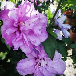 Double Purple Hardy Hibiscus