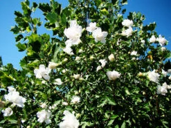 Double White Hibiscus -The Tree Center Double White Hardy Hibiscus 3 copy 1 600x450 1