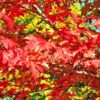 Drummond Red Maple