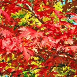 Drummond Red Maple