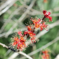 Drummond Red Maple -The Tree Center Drummond Red Maple Tree 4 copy 600x600 1
