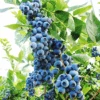 Duke Blueberry