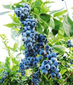 Duke Blueberry