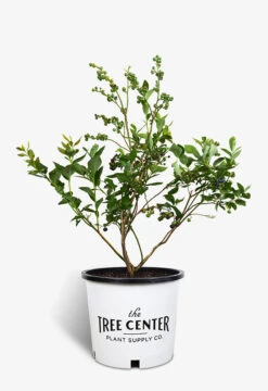Duke Blueberry -The Tree Center Duke Blueberry 3G 01 Med 600x875 1
