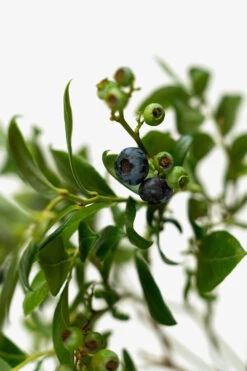 Duke Blueberry -The Tree Center Duke Blueberry 3G 02 600x900 1