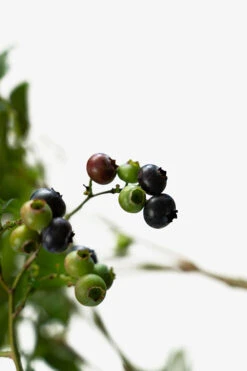 Duke Blueberry -The Tree Center Duke Blueberry 3G 07 600x900 1