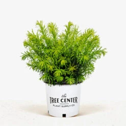 Duke Gardens Plum Yew -The Tree Center Duke Gardens Plum Yew 3G 01 1 600x600 1