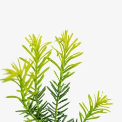 Duke Gardens Plum Yew -The Tree Center Duke Gardens Plum Yew 3G 06 copy 1 600x600 1