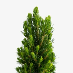 Dwarf Alberta Spruce -The Tree Center Dwarf Alberta Spruce 3G 02 copy 600x600 1