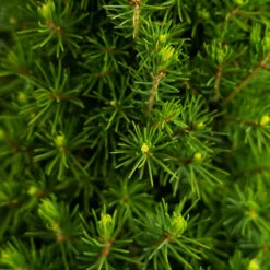 Dwarf Alberta Spruce -The Tree Center Dwarf Alberta Spruce 3G 03 copy 600x600 1