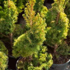 Spiral Dwarf Alberta Spruce -The Tree Center Dwarf Alberta Spruce Spiral 1 600x600 1