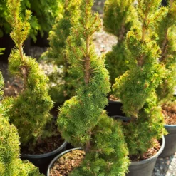 Spiral Dwarf Alberta Spruce -The Tree Center Dwarf Alberta Spruce Spiral 4 600x600 1