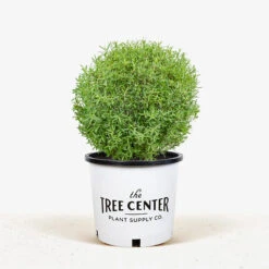 Dwarf Arctic Willow -The Tree Center Dwarf Arctic Willow 5G 01 1 600x600 1