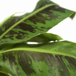 Dwarf Cavendish Banana Tree -The Tree Center Dwarf Cavendish Banana Tree 1G 02 600x600 1