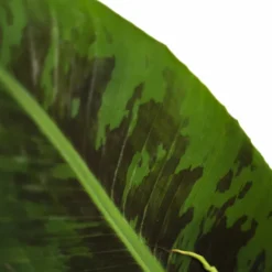 Dwarf Cavendish Banana Tree -The Tree Center Dwarf Cavendish Banana Tree 1G 04 600x600 1