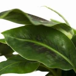 Dwarf Cavendish Banana Tree -The Tree Center Dwarf Cavendish Banana Tree 1G 05 600x600 1